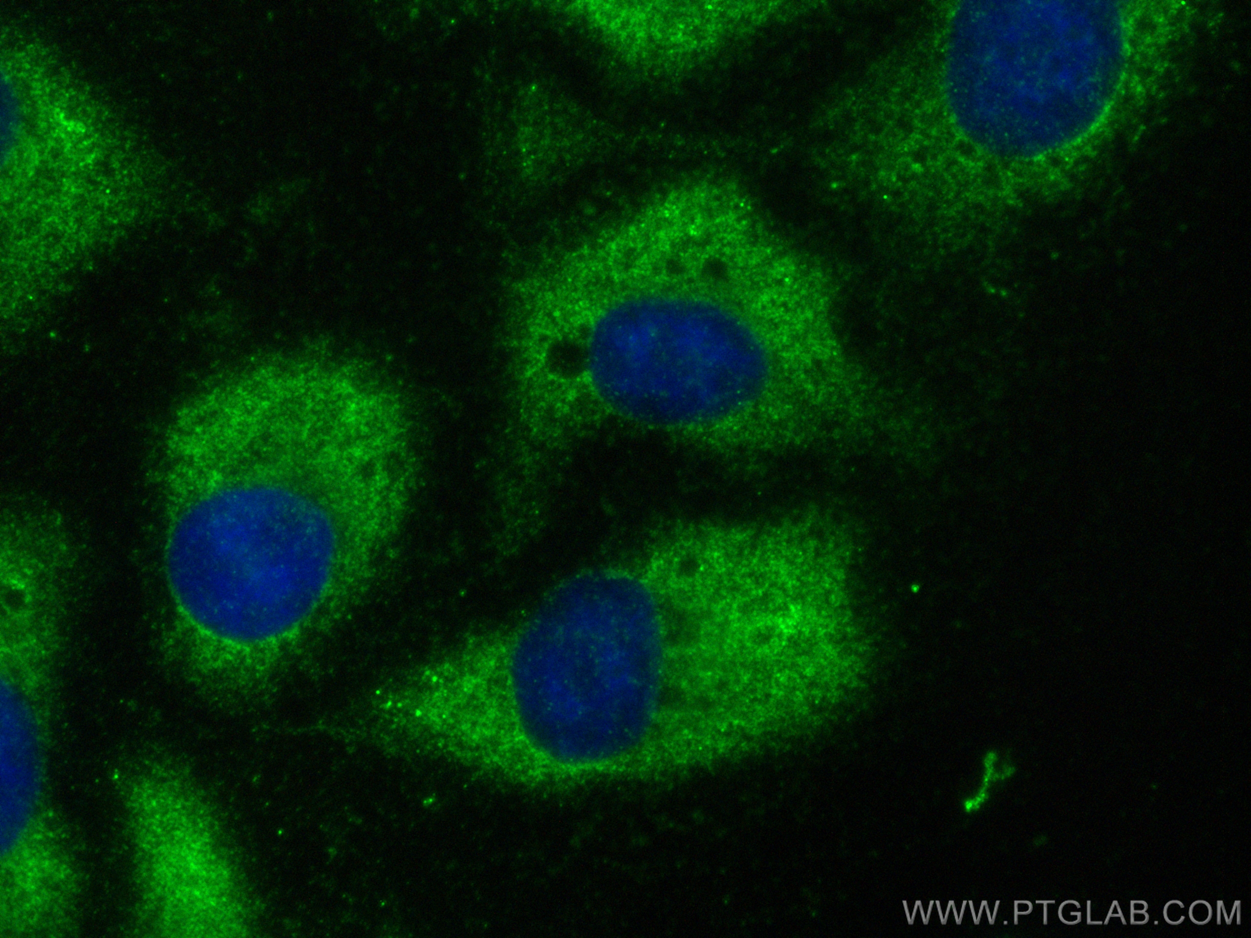 Immunofluorescence (IF) / fluorescent staining of U2OS cells using DRG2 Monoclonal antibody (67164-1-Ig)