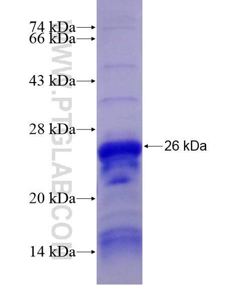 DST fusion protein Ag28858 SDS-PAGE