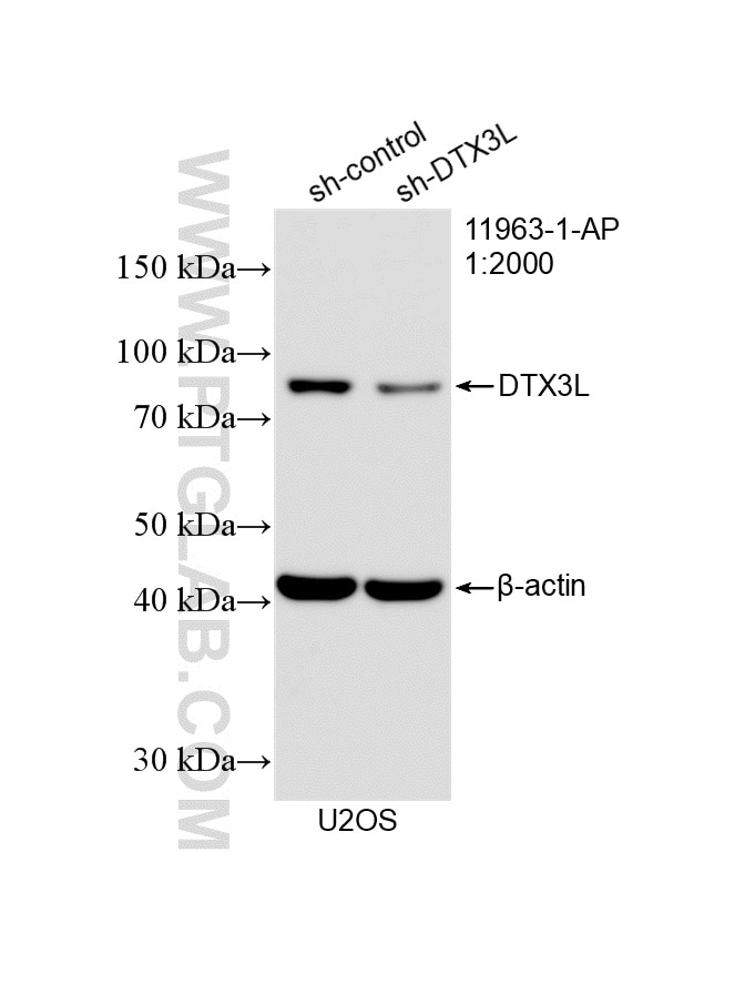 Western Blot (WB) analysis of U2OS cells using DTX3L Polyclonal antibody (11963-1-AP)