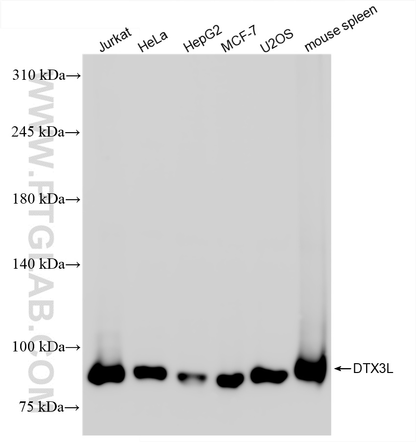 Western Blot (WB) analysis of various lysates using DTX3L Recombinant antibody (85340-2-RR)
