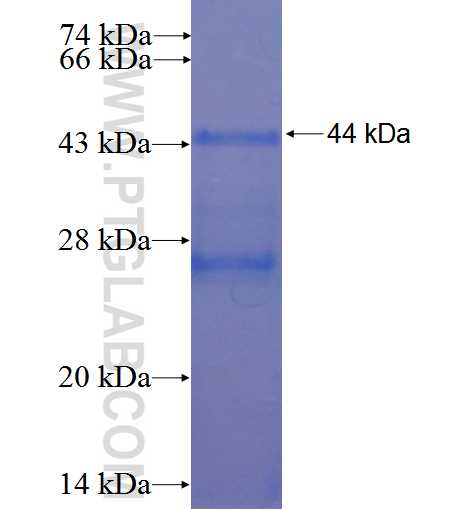 DUB3 fusion protein Ag23567 SDS-PAGE