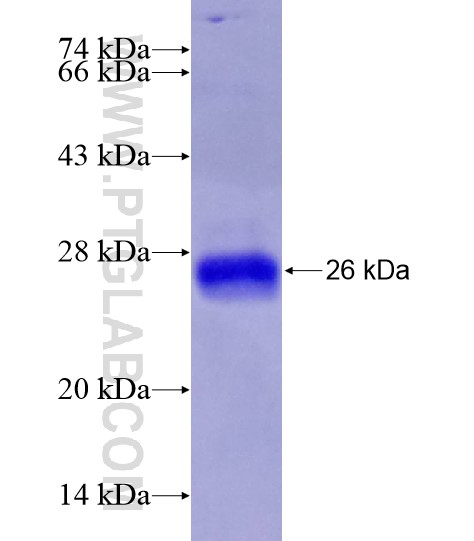 DUSP3 fusion protein Ag28601 SDS-PAGE