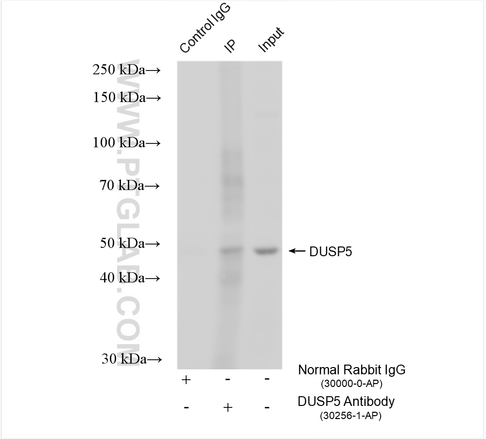 Immunoprecipitation (IP) experiment of A549 cells using DUSP5 Polyclonal antibody (30256-1-AP)