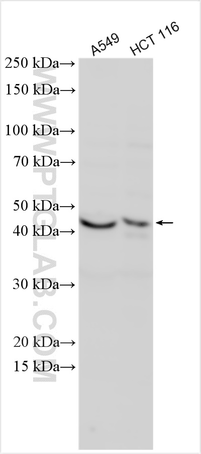 Western Blot (WB) analysis of various lysates using DUSP5 Polyclonal antibody (30256-1-AP)