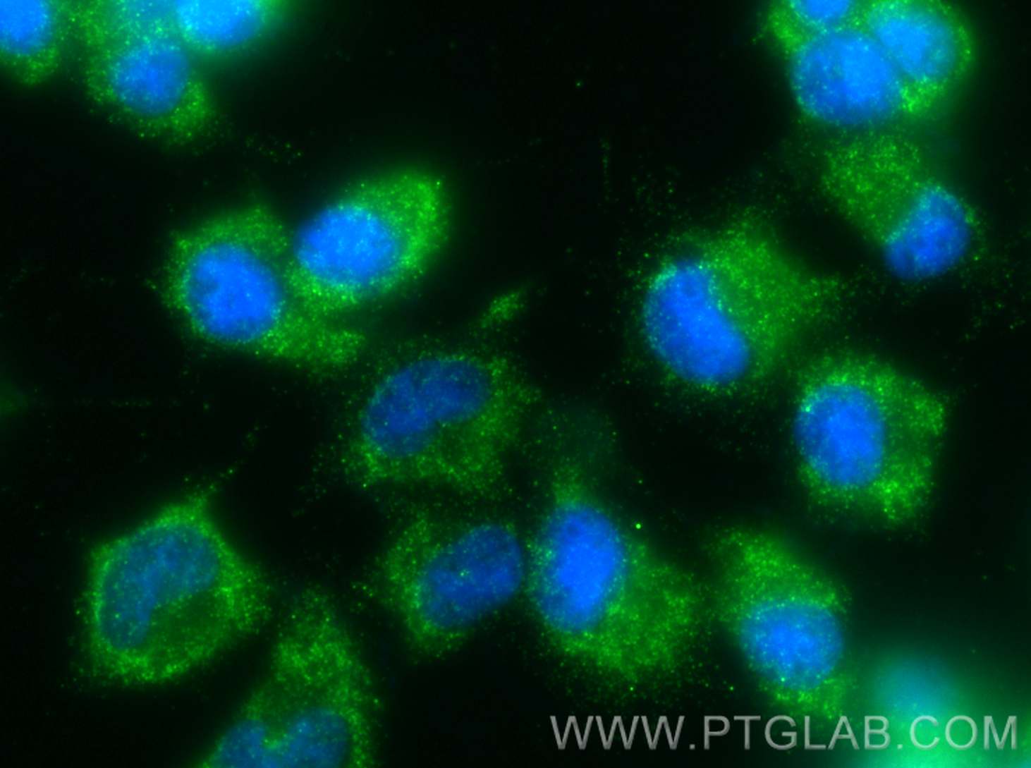 Immunofluorescence (IF) / fluorescent staining of PC-12 cells using DUSP6 Polyclonal antibody (26071-1-AP)