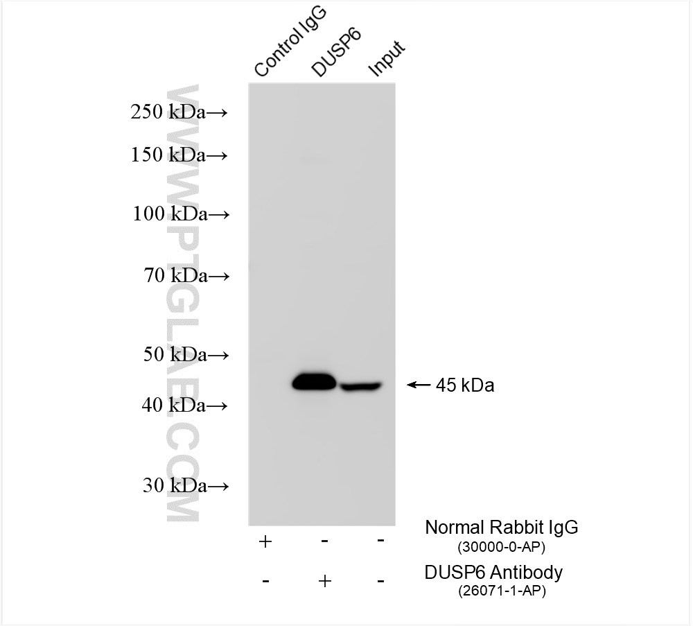 Immunoprecipitation (IP) experiment of PC-12 cells using DUSP6 Polyclonal antibody (26071-1-AP)