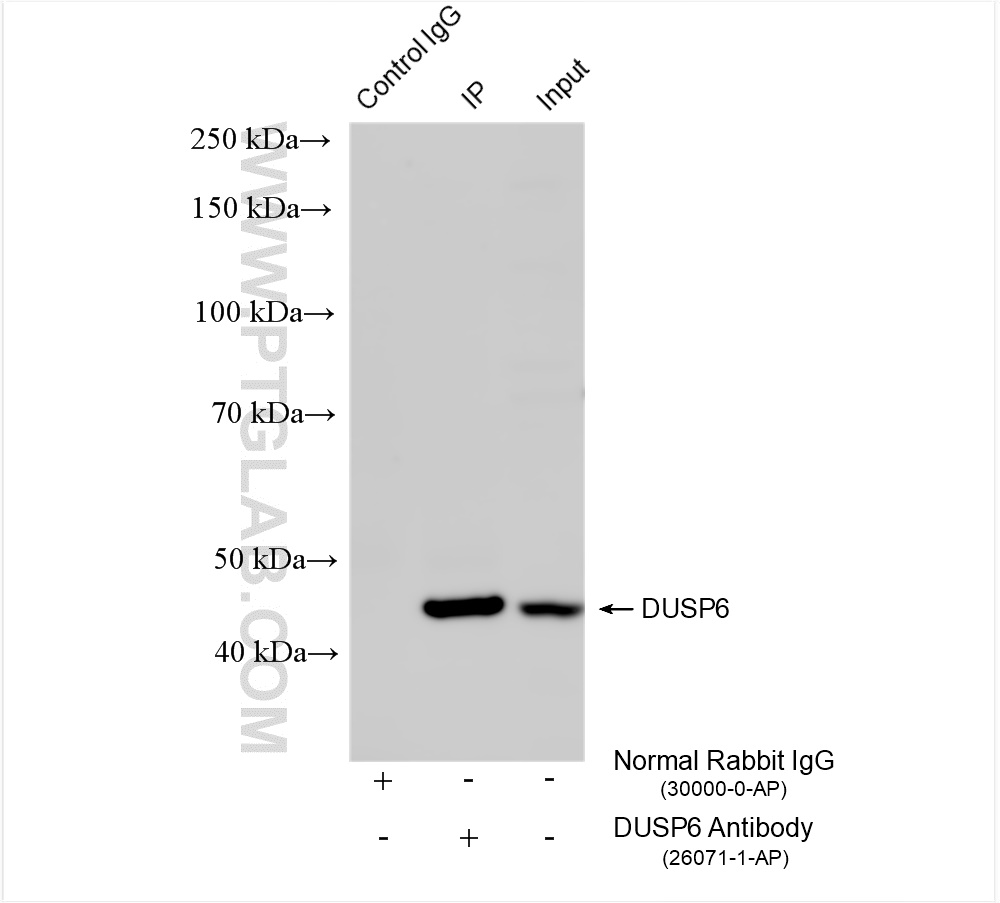 Immunoprecipitation (IP) experiment of PC-12 cells using DUSP6 Polyclonal antibody (26071-1-AP)