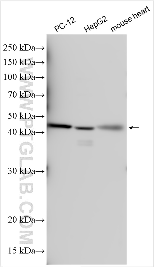 Western Blot (WB) analysis of various lysates using DUSP6 Polyclonal antibody (26071-1-AP)
