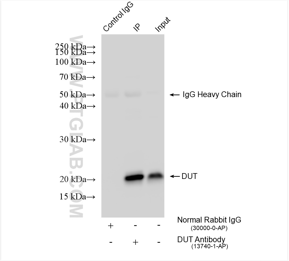 Immunoprecipitation (IP) experiment of HEK-293 cells using DUT Polyclonal antibody (13740-1-AP)