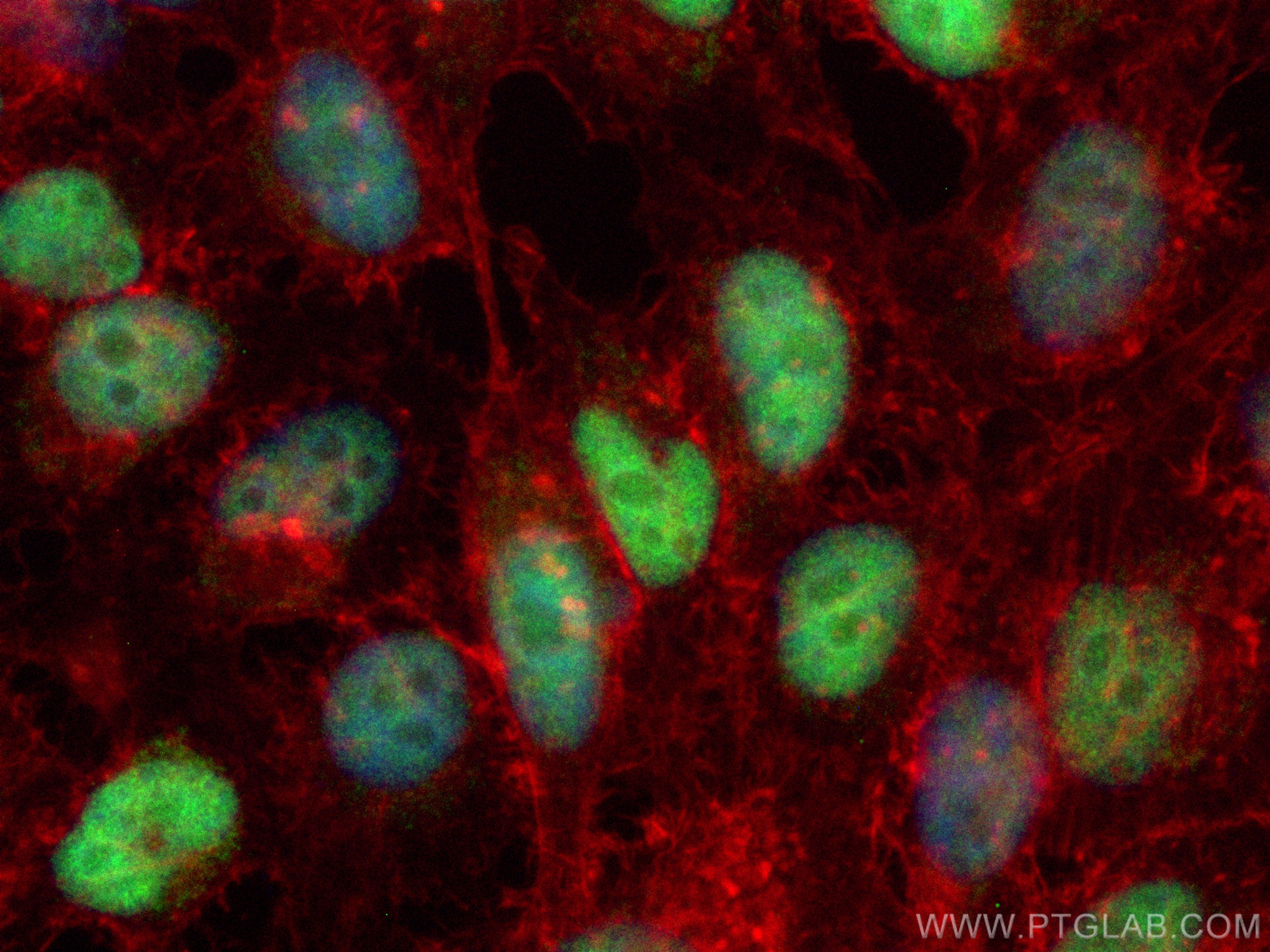 Immunofluorescence (IF) / fluorescent staining of HeLa cells using CoraLite® Plus 488-conjugated DUT Polyclonal antib (CL488-13740)