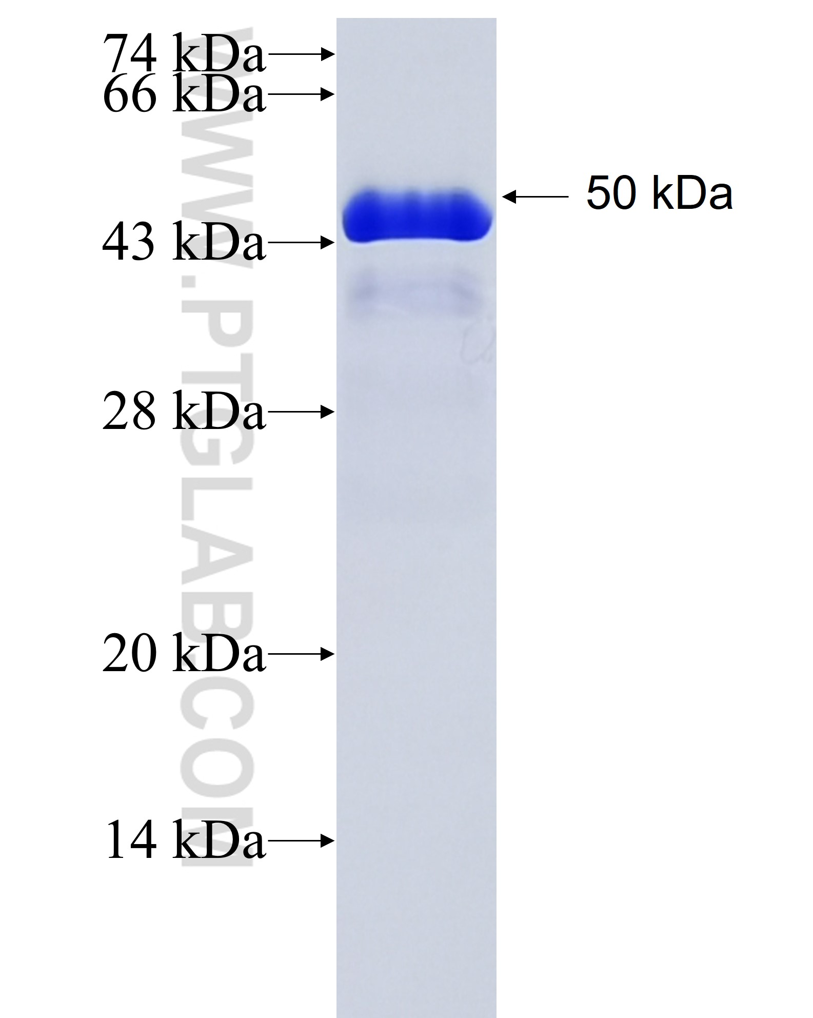 DUX4 fusion protein Ag27188 SDS-PAGE