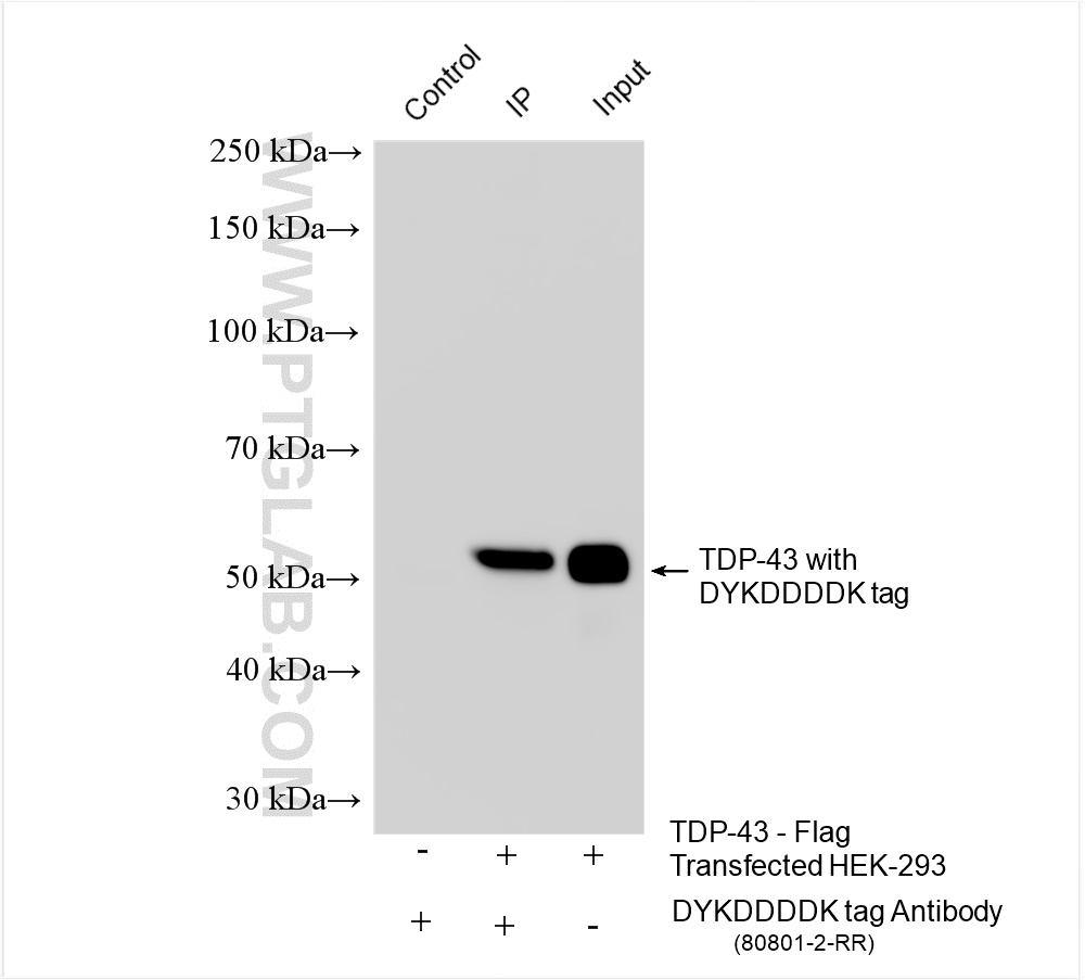 Immunoprecipitation (IP) experiment of Transfected HEK-293 cells using DYKDDDDK tag Recombinant antibody (Binds to FLAG®  (80801-2-RR)