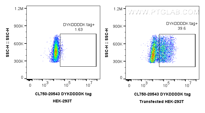 Flow cytometry (FC) experiment of Transfected HEK-293 cells using CoraLite® Plus 750-conjugated DYKDDDDK tag Polyclo (CL750-20543)