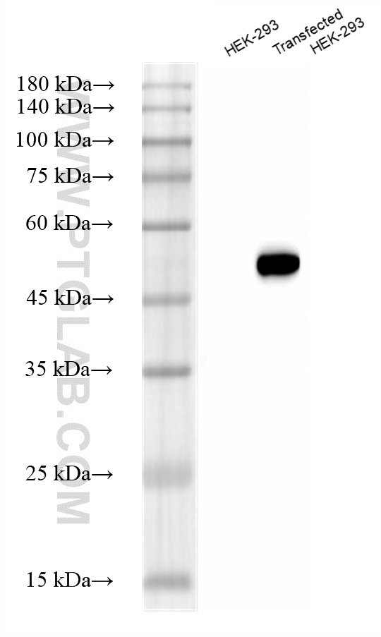 Western Blot (WB) analysis of various lysates using HRP-conjugated DYKDDDDK tag Recombinant antibody ( (HRP-80801-2)