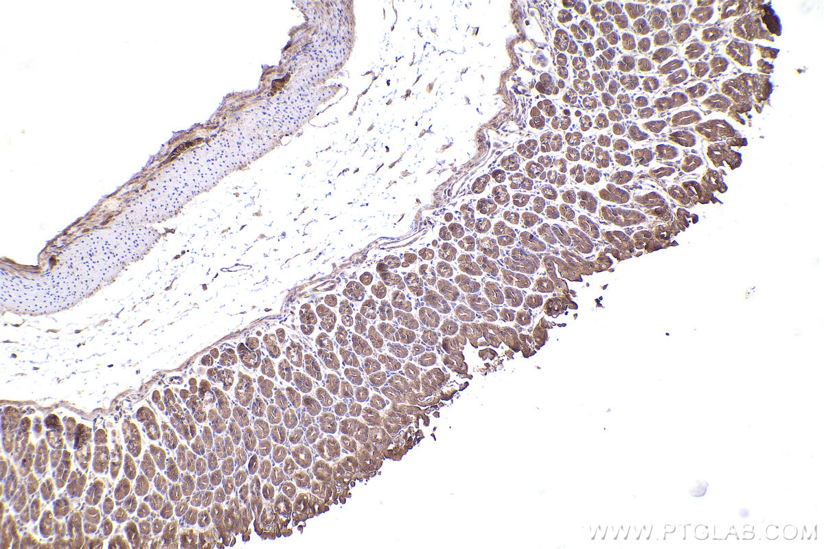 Immunohistochemistry (IHC) staining of mouse stomach tissue using DYNC1I2 Polyclonal antibody (12219-1-AP)