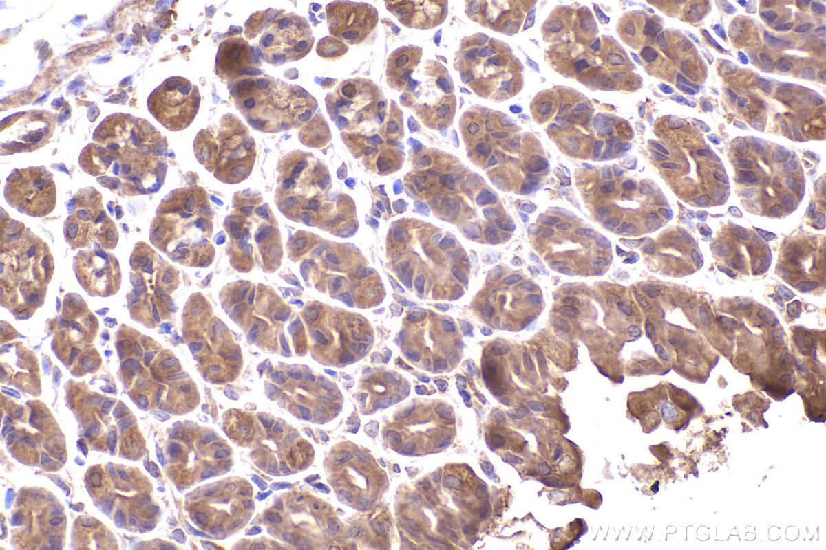 Immunohistochemistry (IHC) staining of mouse stomach tissue using DYNC1I2 Polyclonal antibody (12219-1-AP)