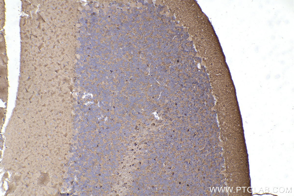 Immunohistochemistry (IHC) staining of rat cerebellum tissue using DYNC1I2 Polyclonal antibody (12219-1-AP)