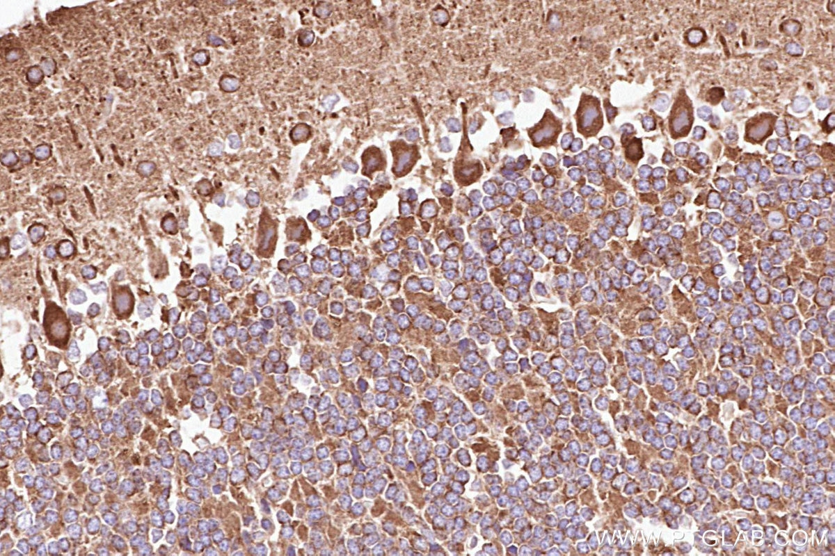 Immunohistochemistry (IHC) staining of mouse cerebellum tissue using DYNC1LI1 Polyclonal antibody (25326-1-AP)