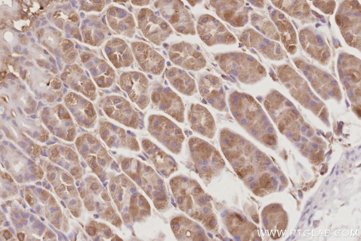 Immunohistochemistry (IHC) staining of mouse stomach tissue using DYNC1LI1 Polyclonal antibody (25326-1-AP)