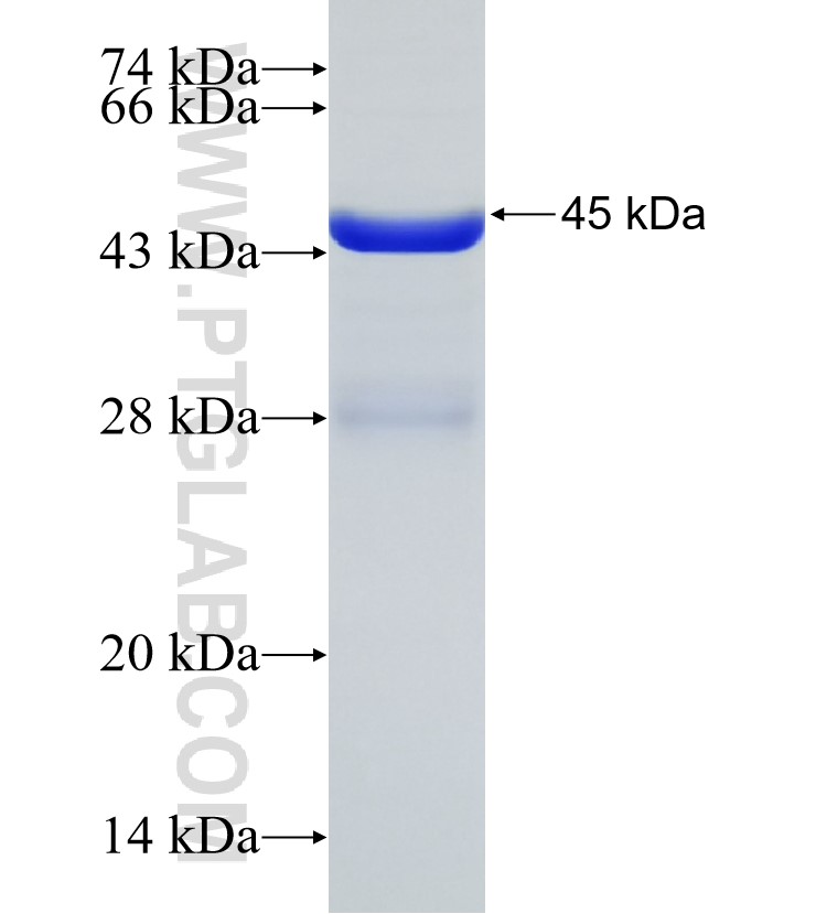 DYNC2H1 fusion protein Ag30707 SDS-PAGE