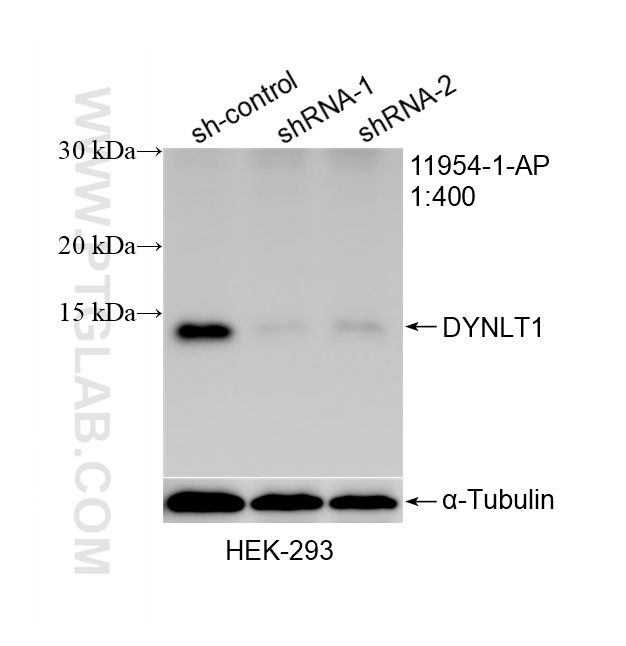 Western Blot (WB) analysis of HEK-293 cells using DYNLT1 Polyclonal antibody (11954-1-AP)