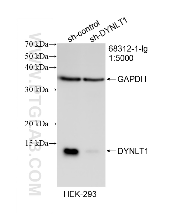 Western Blot (WB) analysis of HEK-293 cells using DYNLT1 Monoclonal antibody (68312-1-Ig)