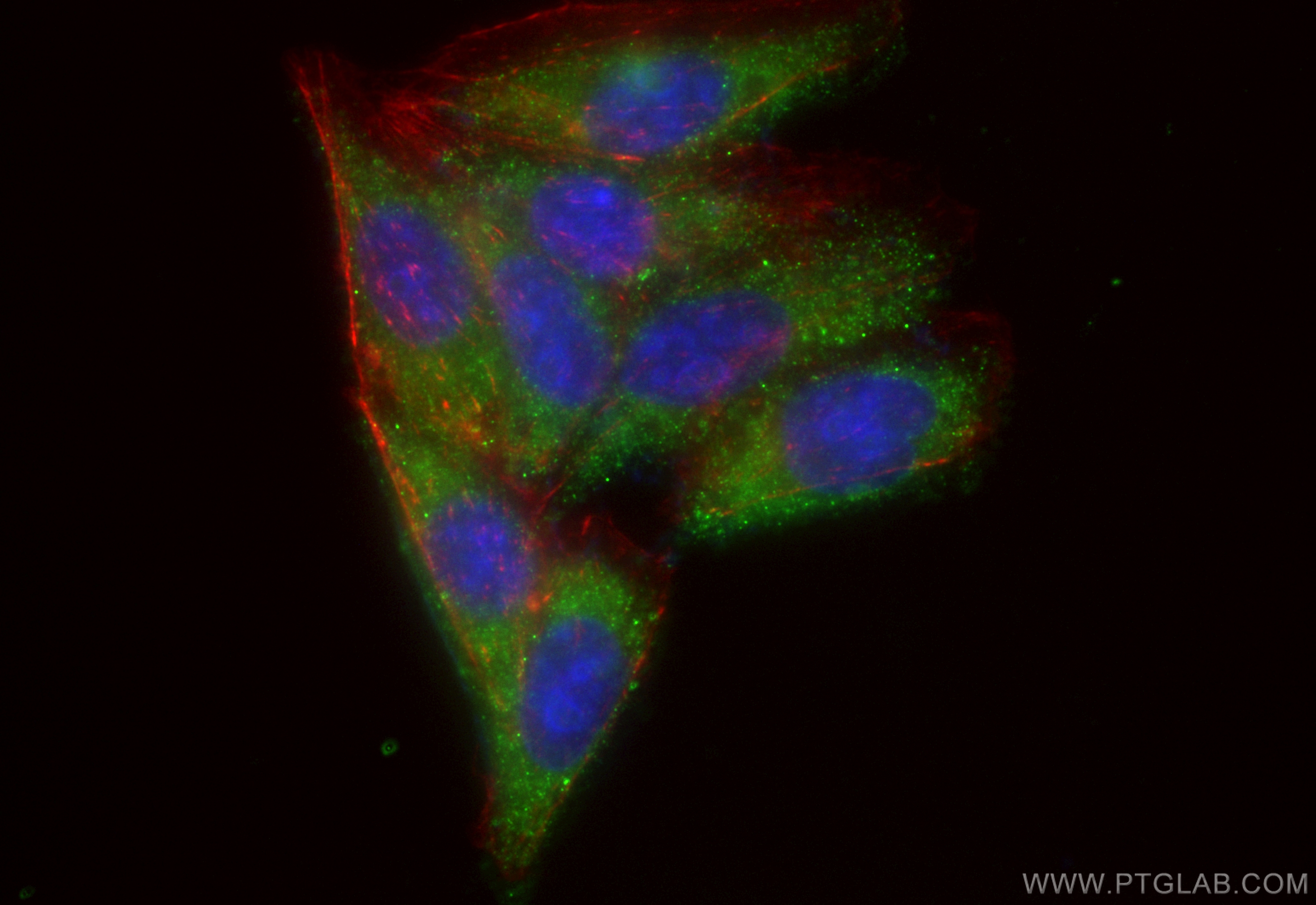 Immunofluorescence (IF) / fluorescent staining of HepG2 cells using CoraLite® Plus 488-conjugated DYNLT1 Monoclonal an (CL488-68312)