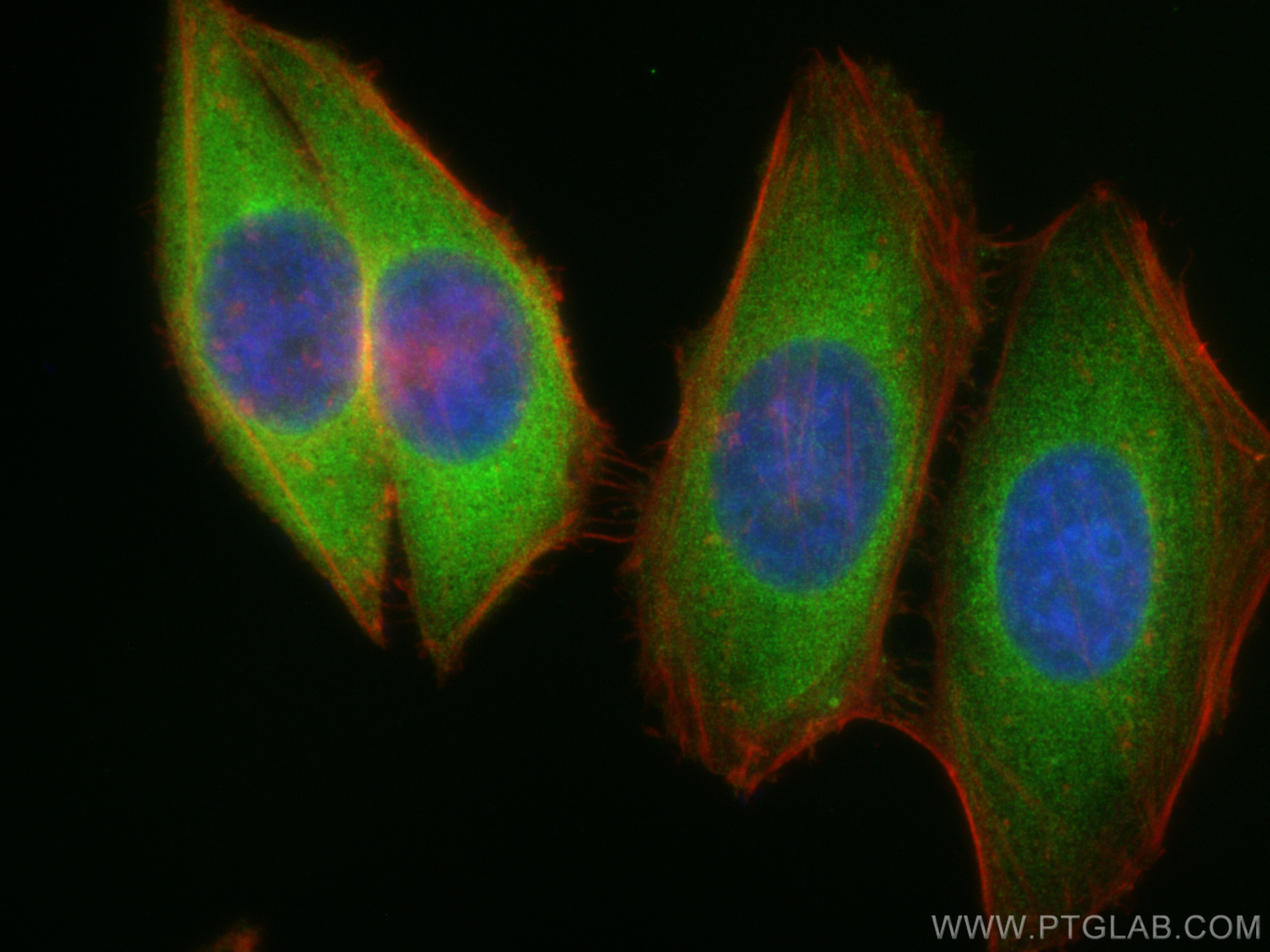 Immunofluorescence (IF) / fluorescent staining of HepG2 cells using DYNLT3 Polyclonal antibody (11687-1-AP)