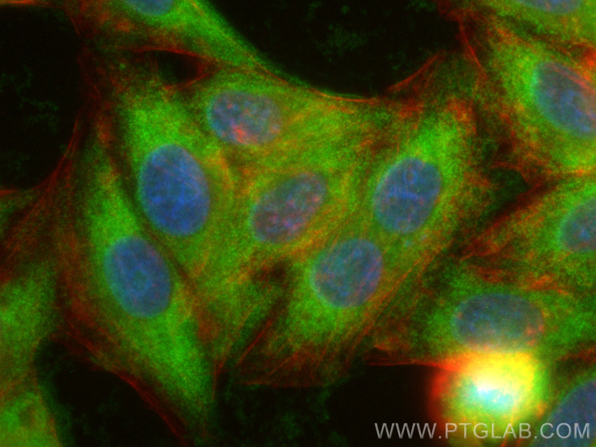Immunofluorescence (IF) / fluorescent staining of HepG2 cells using CoraLite® Plus 488-conjugated DYNLT3 Polyclonal an (CL488-11687)