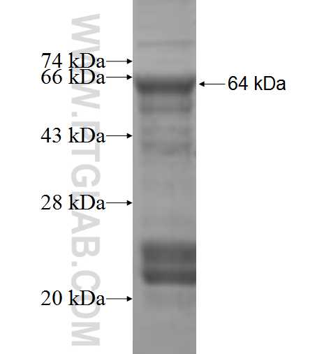 DYRK3 fusion protein Ag5620 SDS-PAGE