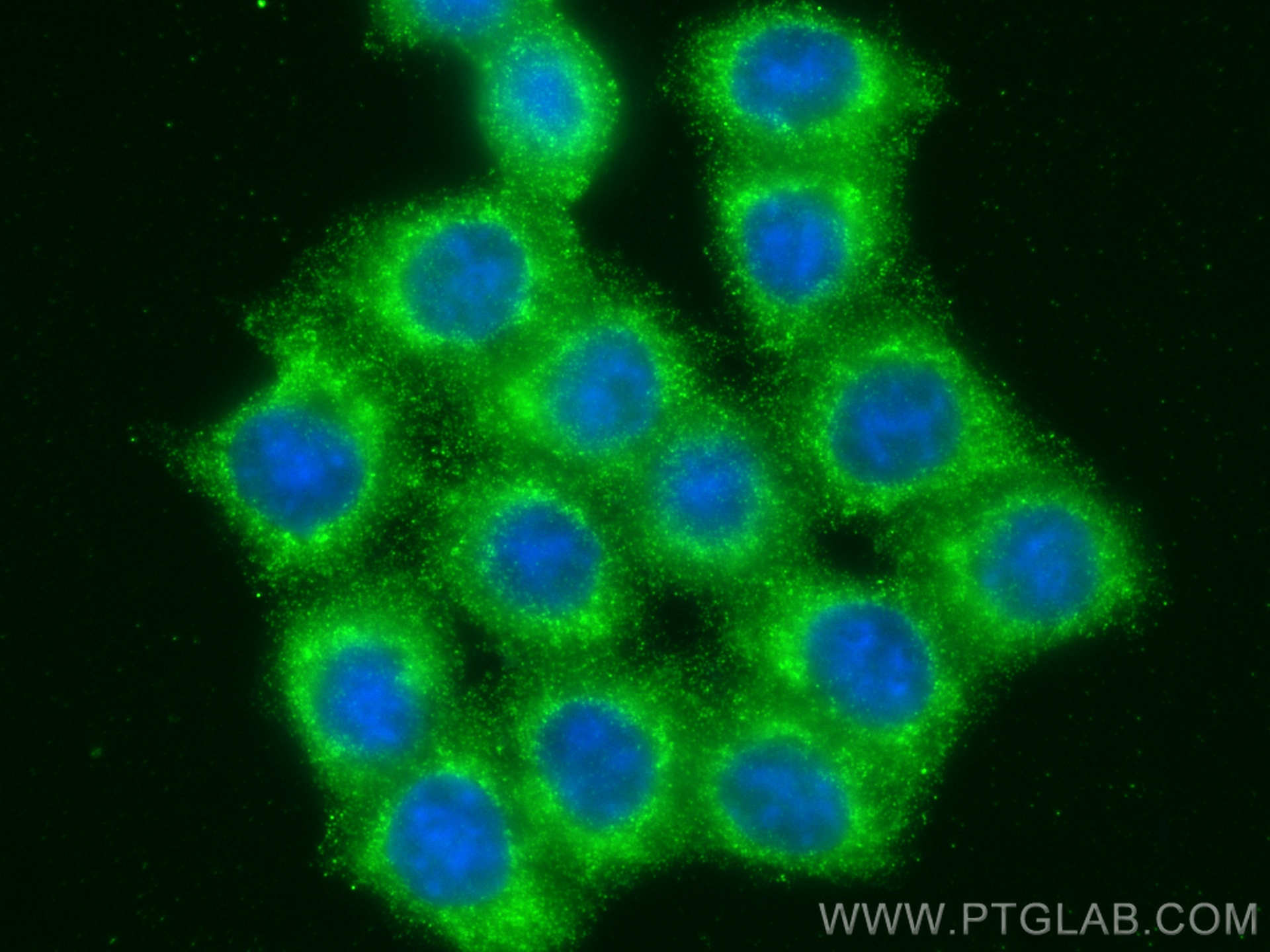 Immunofluorescence (IF) / fluorescent staining of BxPC-3 cells using Decorin Monoclonal antibody (66847-1-Ig)