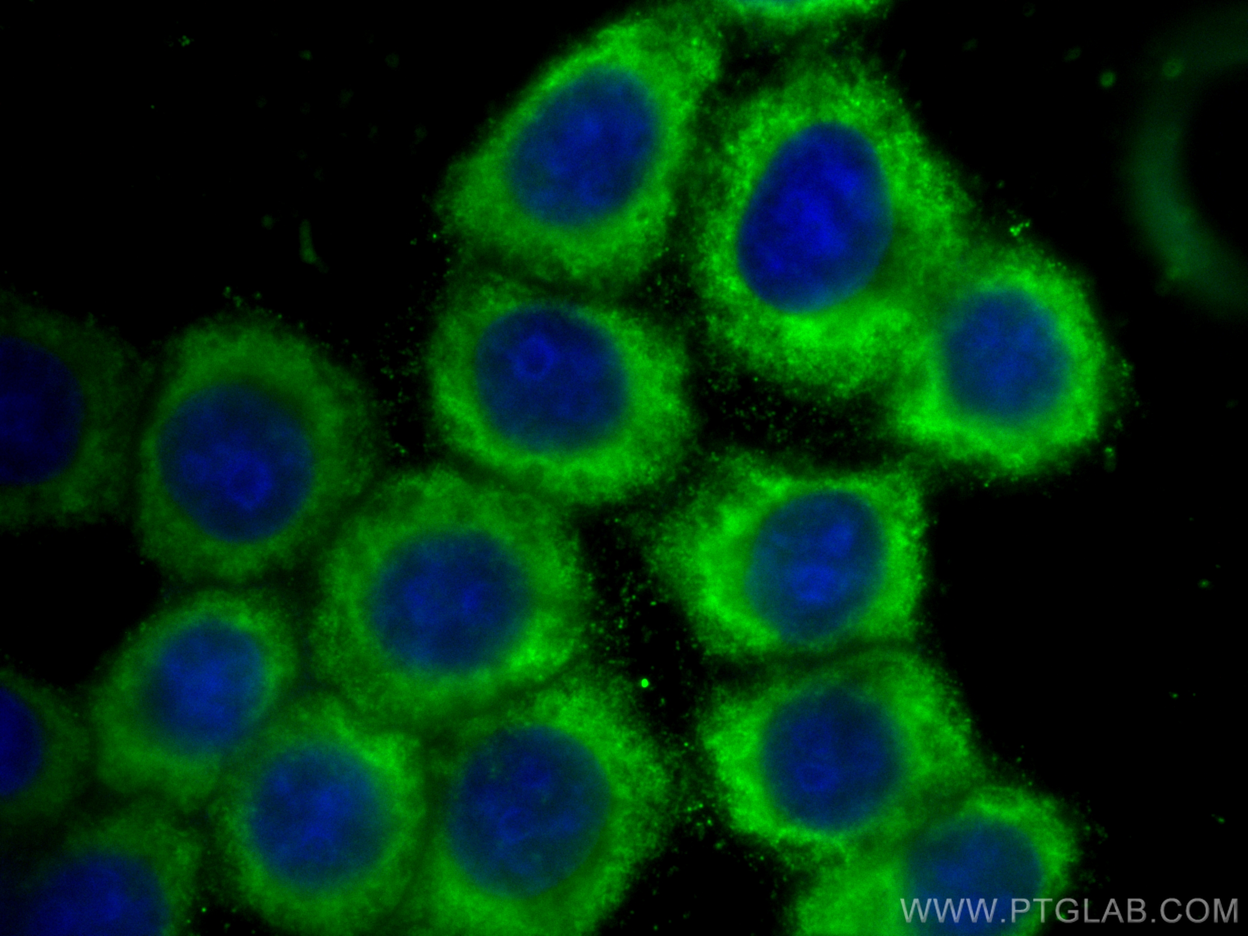 Immunofluorescence (IF) / fluorescent staining of BxPC-3 cells using CoraLite® Plus 488-conjugated Decorin Monoclonal a (CL488-66847)