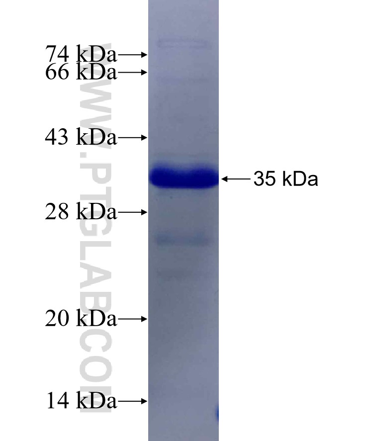 Dendrin fusion protein Ag29516 SDS-PAGE