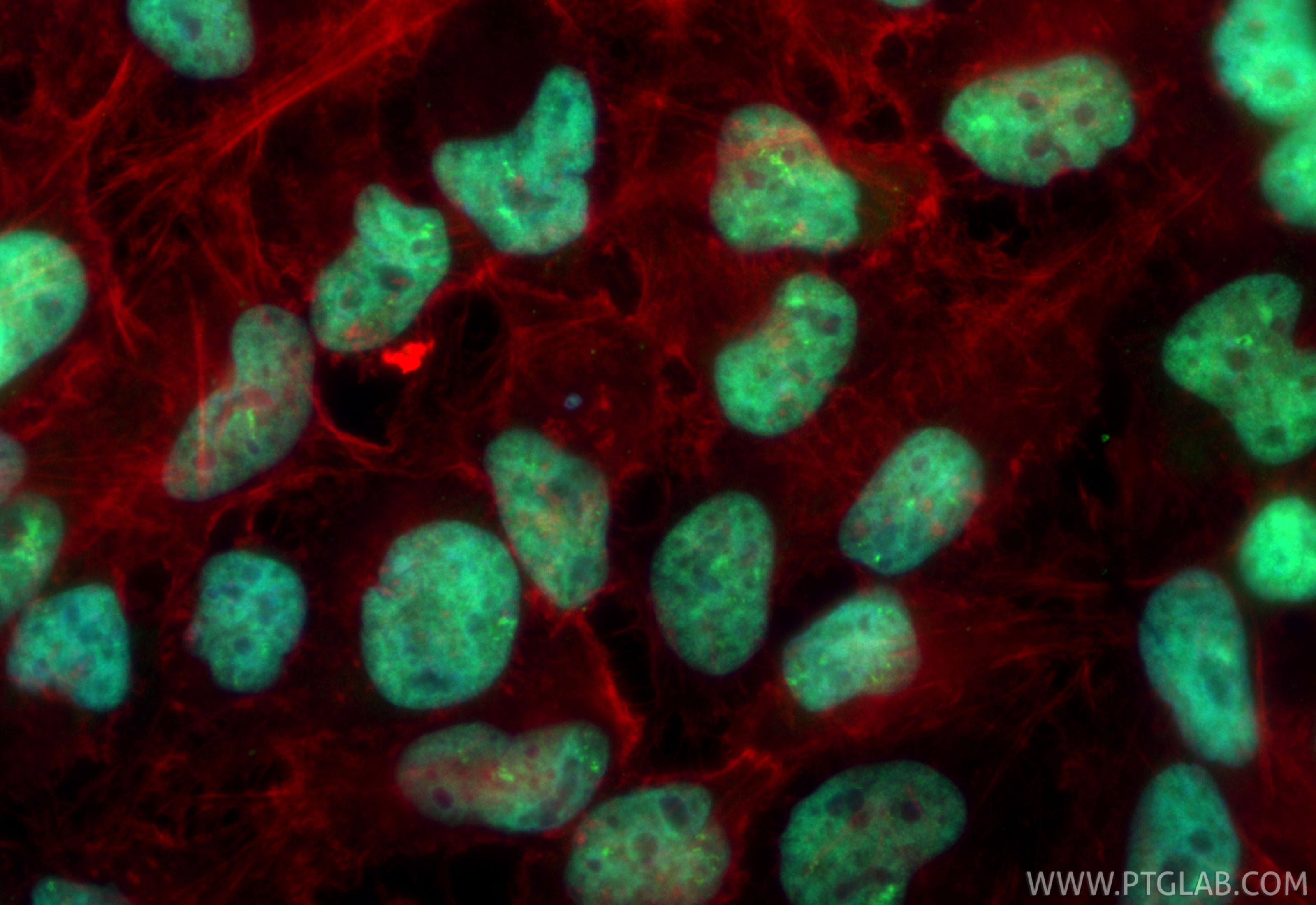 Immunofluorescence (IF) / fluorescent staining of HeLa cells using CoraLite® Plus 488-conjugated Di-Methyl-Histone H3 (CL488-84702)