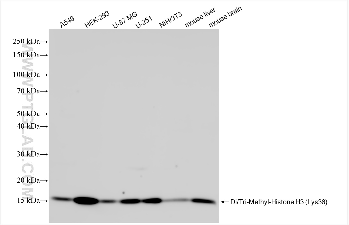 Western Blot (WB) analysis of various lysates using Di/Tri-Methyl-Histone H3 (Lys36) Recombinant antib (84329-1-RR)