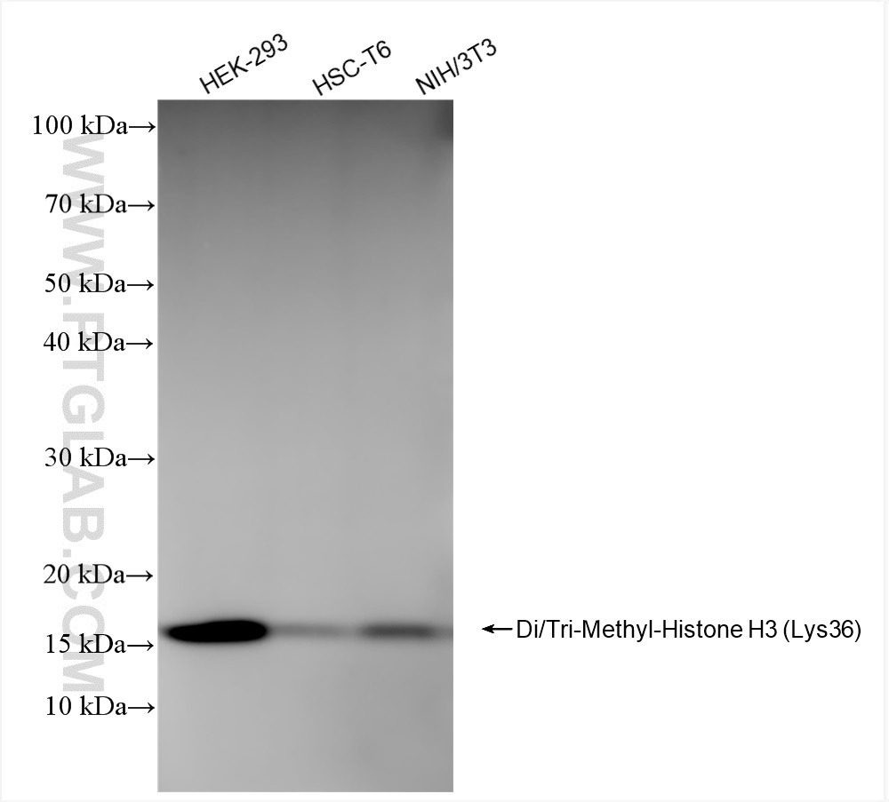 Western Blot (WB) analysis of various lysates using Di/Tri-Methyl-Histone H3 (Lys36) Recombinant antib (84329-1-RR)