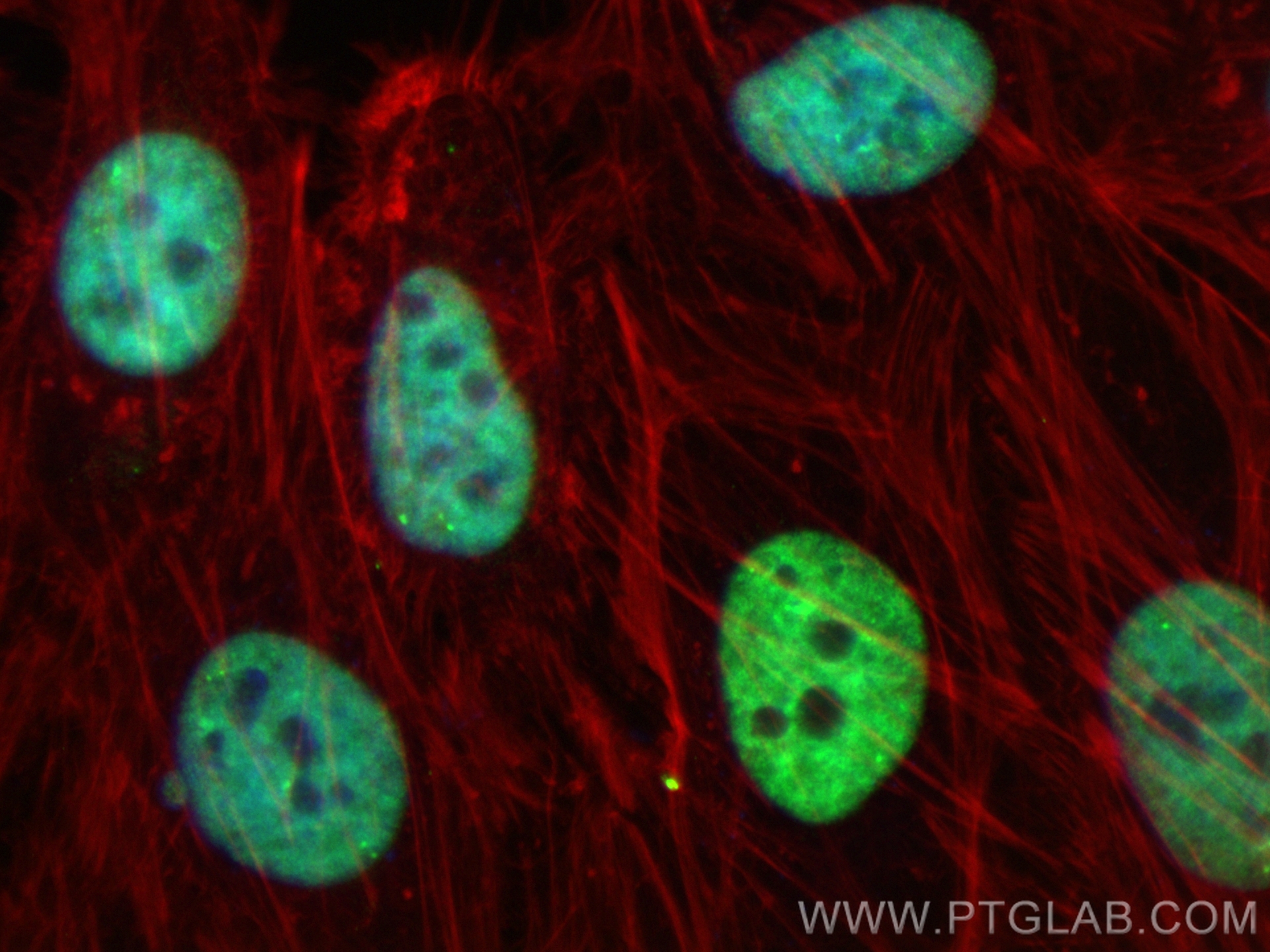 Immunofluorescence (IF) / fluorescent staining of HeLa cells using CoraLite® Plus 488-conjugated Di/Tri-Methyl-Histon (CL488-84329)