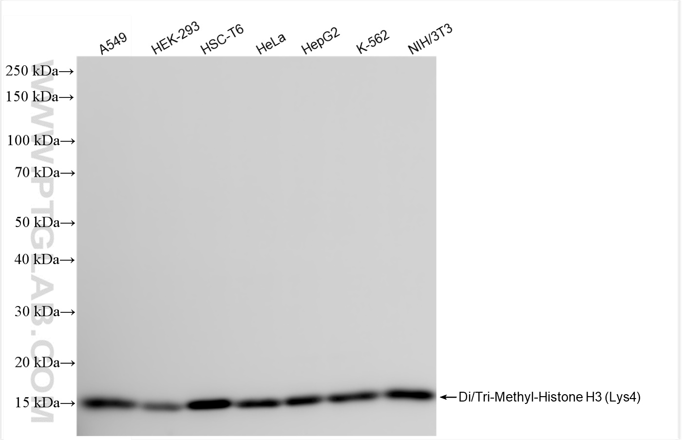 Western Blot (WB) analysis of various lysates using Di/Tri-Methyl-Histone H3 (Lys4) Recombinant antibo (84908-2-RR)