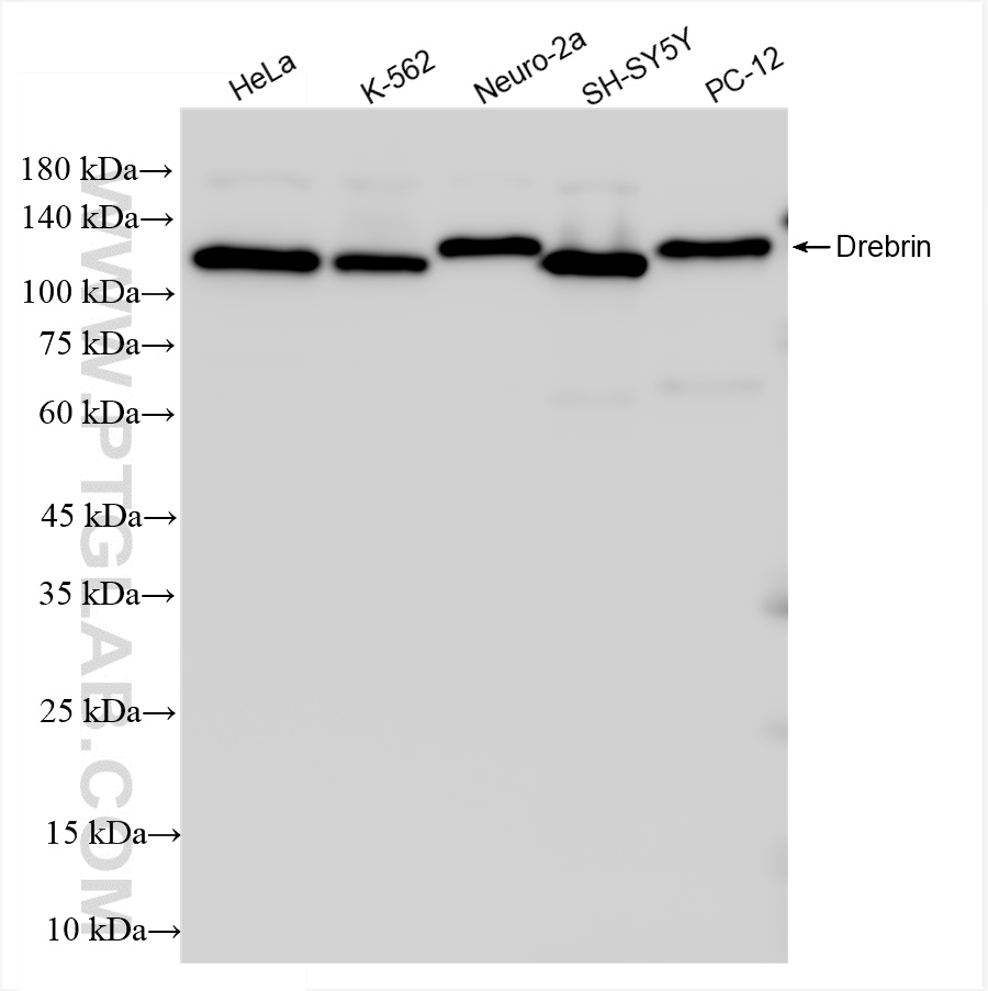 Western Blot (WB) analysis of various lysates using Drebrin Recombinant antibody (83591-2-RR)