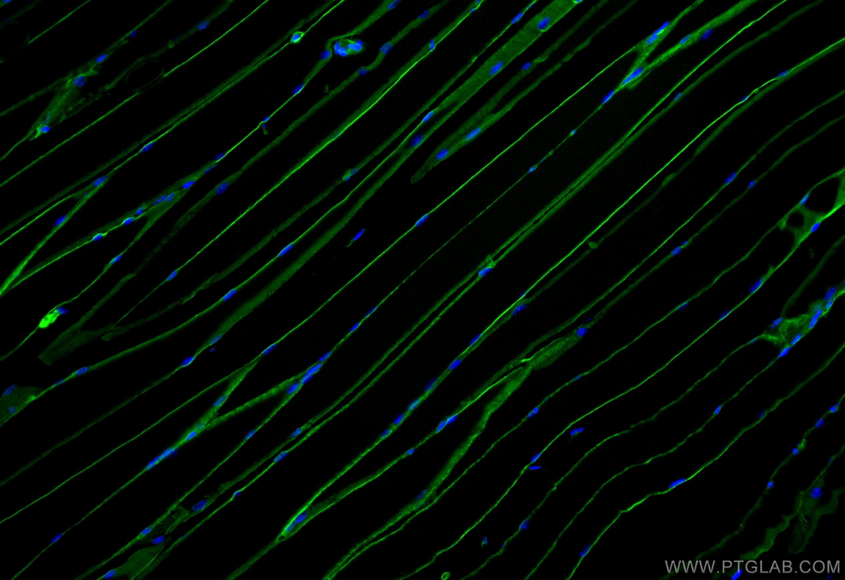 Immunofluorescence (IF) / fluorescent staining of mouse skeletal muscle tissue using Dystrophin Monoclonal antibody (68120-1-Ig)