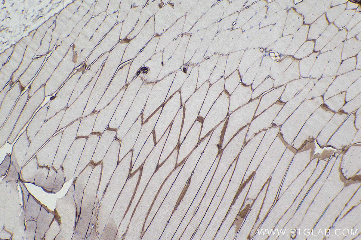 Immunohistochemistry (IHC) staining of mouse skeletal muscle tissue using Dystrophin Monoclonal antibody (68120-1-Ig)