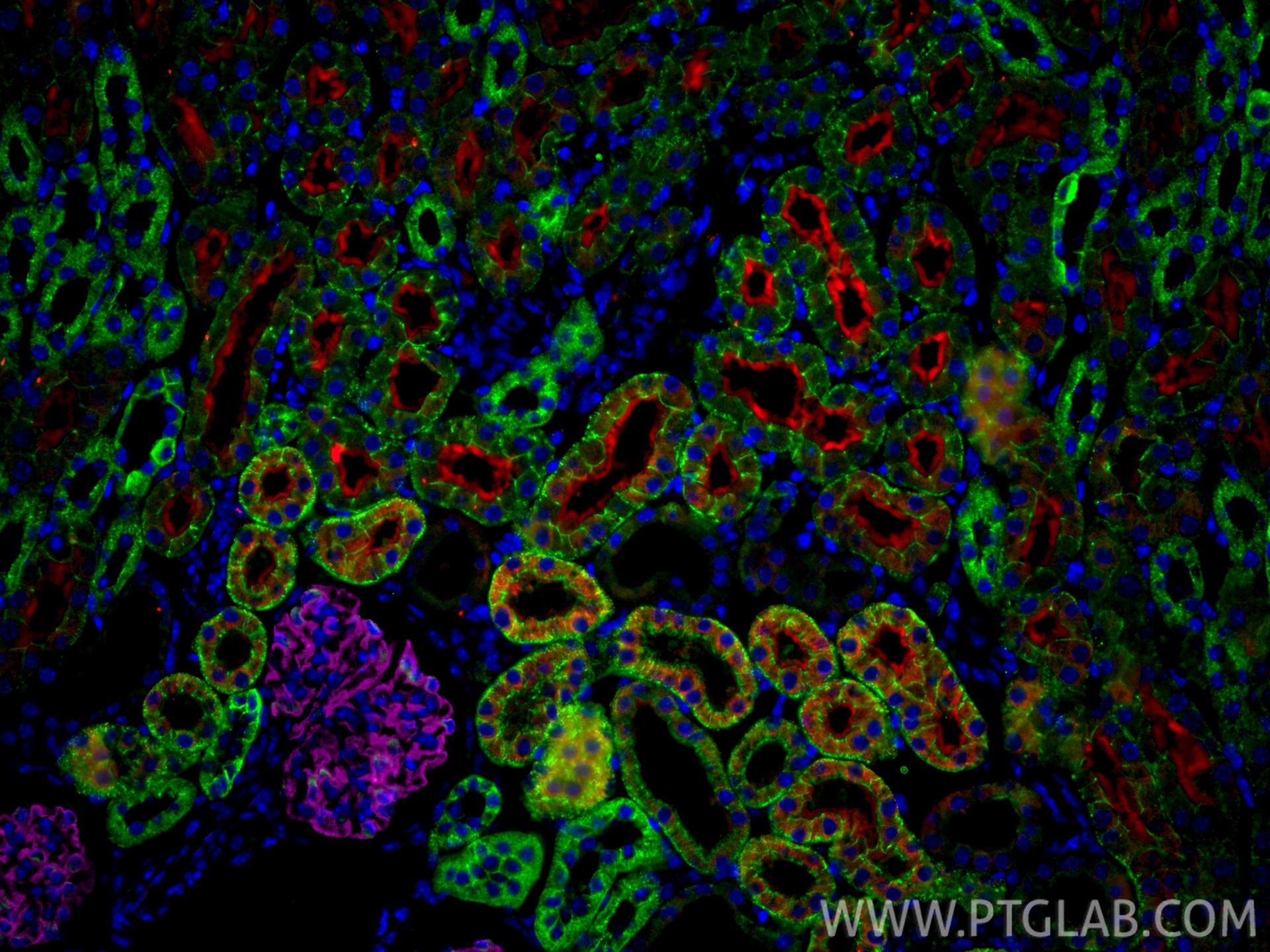 Immunofluorescence (IF) / fluorescent staining of mouse kidney tissue using E-cadherin Monoclonal antibody (60335-1-Ig)