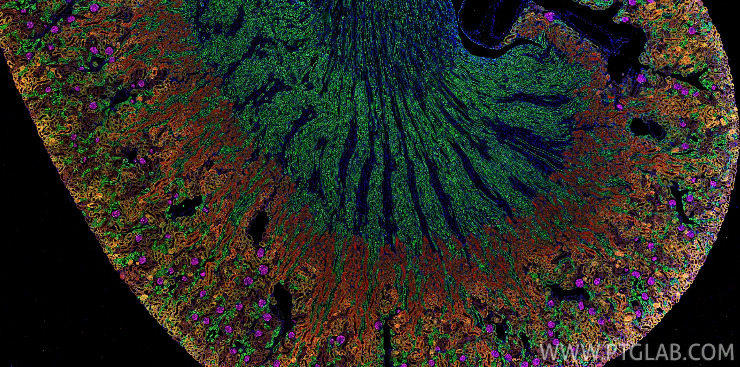Immunofluorescence (IF) / fluorescent staining of mouse kidney tissue using E-cadherin Monoclonal antibody (60335-1-Ig)