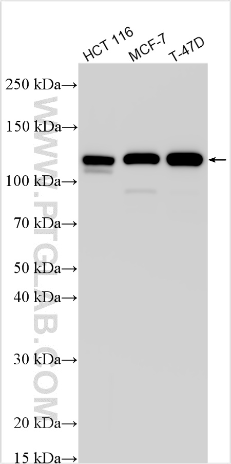 Western Blot (WB) analysis of various lysates using E-cadherin Recombinant antibody (80541-7-RR)
