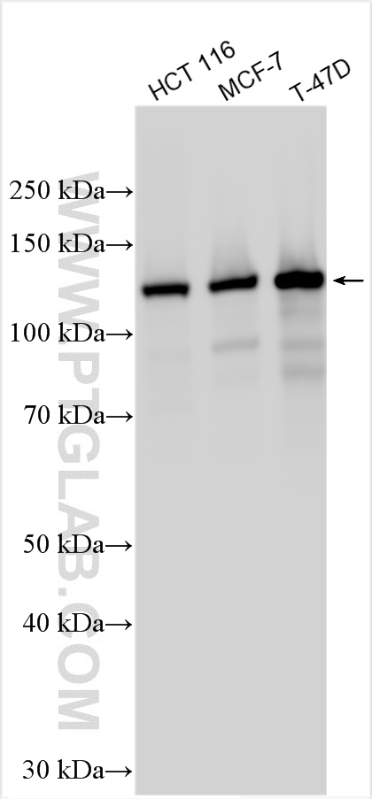 Western Blot (WB) analysis of various lysates using E-cadherin Recombinant antibody (80541-9-RR)