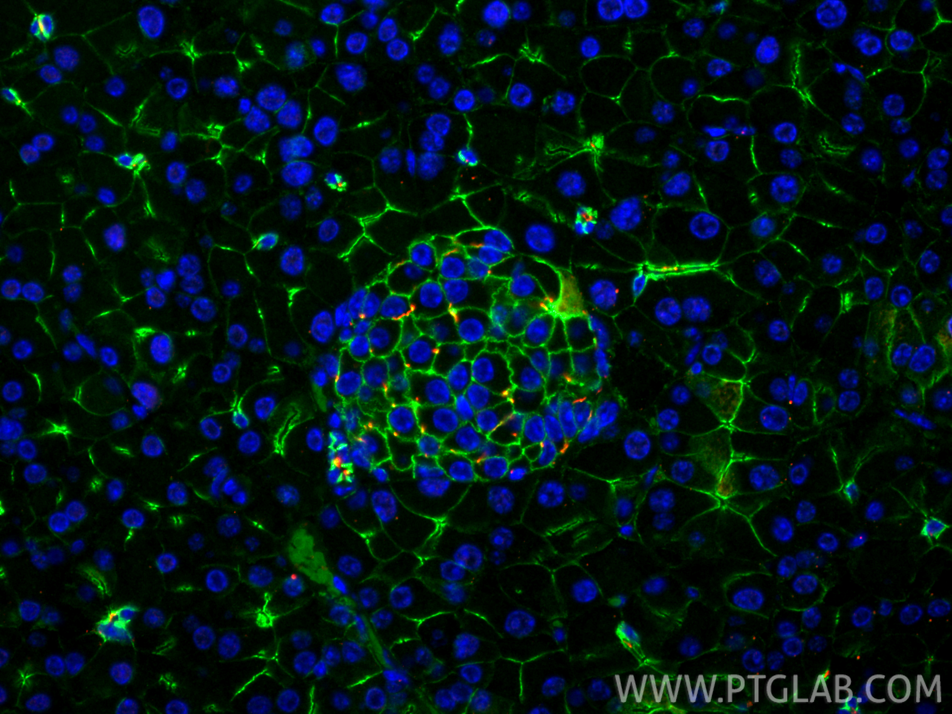 Immunofluorescence (IF) / fluorescent staining of mouse pancreas tissue using CoraLite® Plus 488-conjugated E-cadherin Polyclona (CL488-20874)