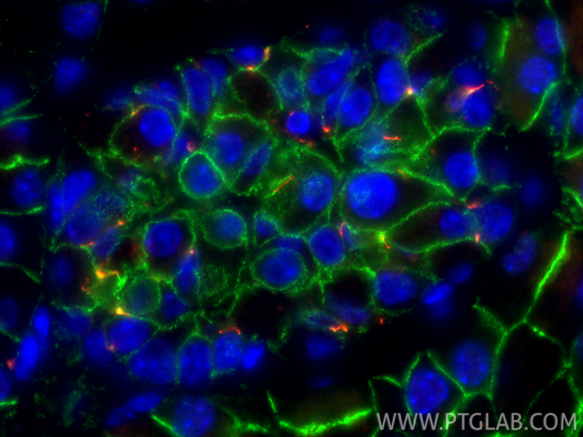 Immunofluorescence (IF) / fluorescent staining of mouse pancreas tissue using CoraLite® Plus 488-conjugated E-cadherin Polyclona (CL488-20874)