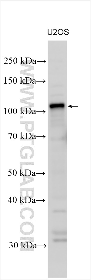 Western Blot (WB) analysis of various lysates using E2F7 Polyclonal antibody (24489-1-AP)