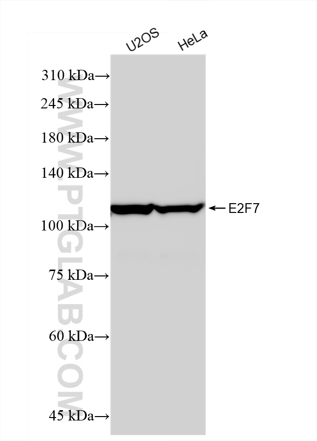 Western Blot (WB) analysis of various lysates using E2F7 Recombinant antibody (82887-2-RR)