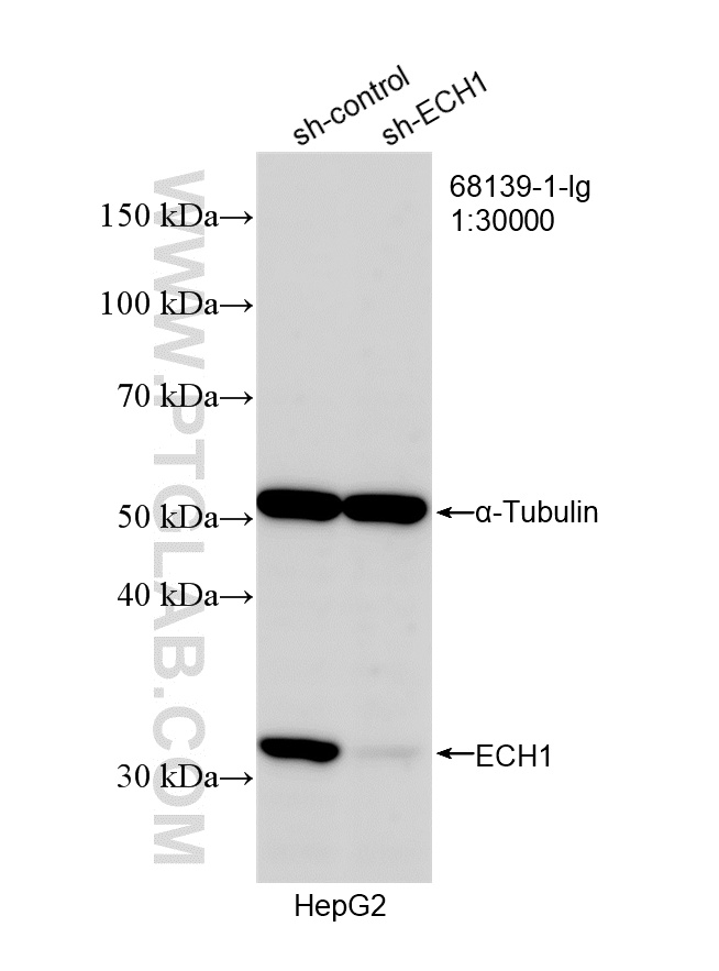 Western Blot (WB) analysis of HepG2 cells using ECH1 Monoclonal antibody (68139-1-Ig)